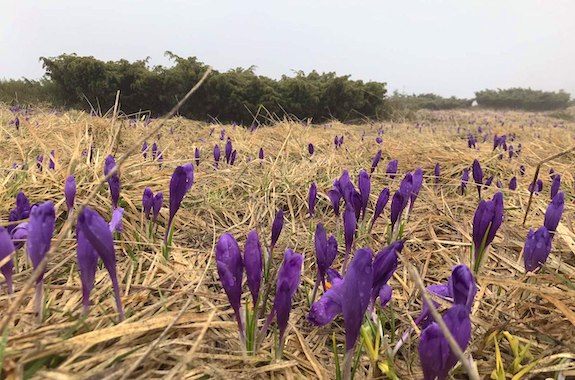 Фото Карпаты весной