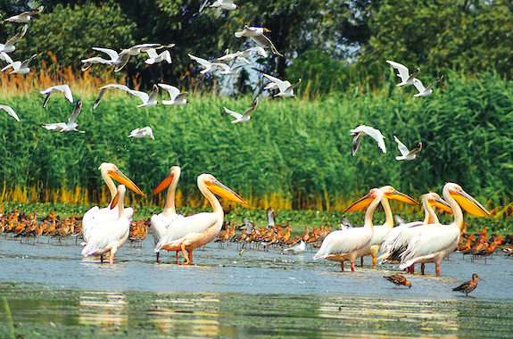 Картинка Дунайский Биосферный заповедник