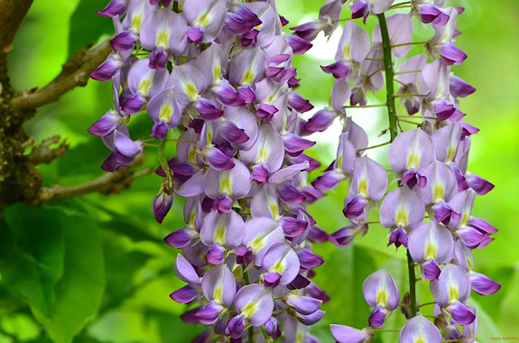 Изображение цветения глицинии