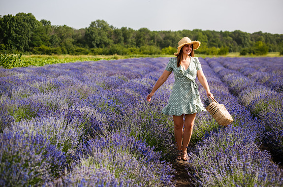 Зображення цвітіння лаванди