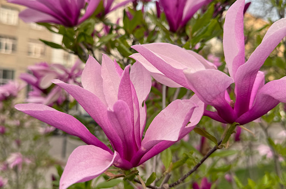 Картинка Магнолии