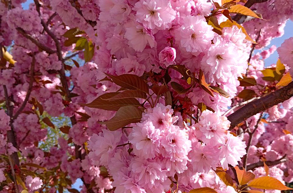 Картинка цветения сакур