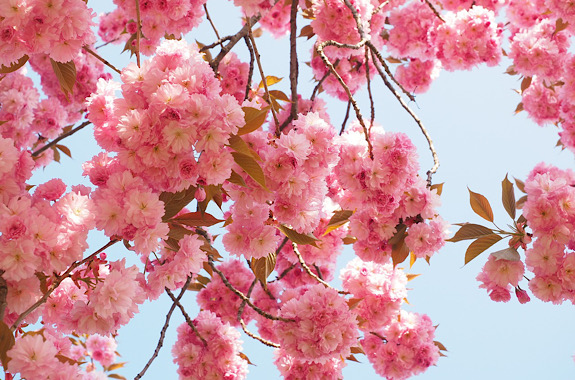 Картинка сакуры в Мукачево