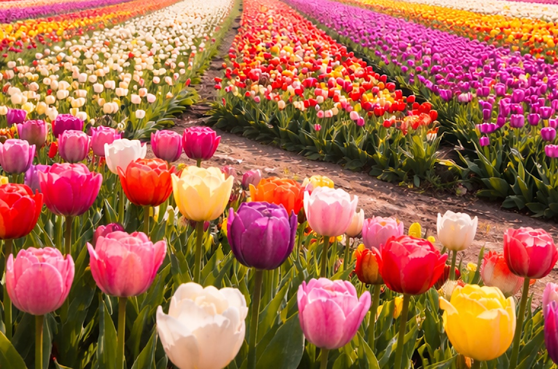 Зображення цвітіння тюльпанів