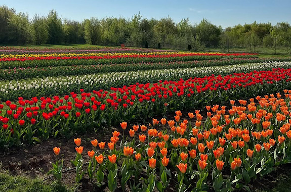 Зображення цвітіння тюльпанів