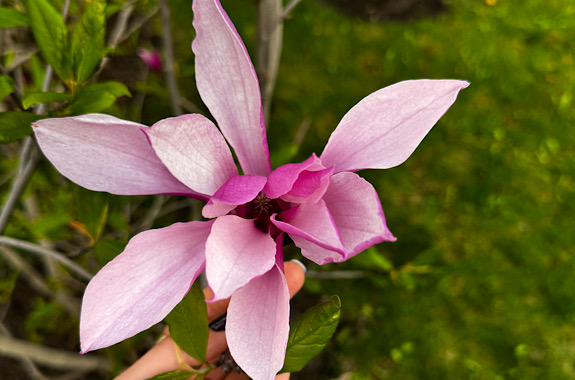 Картинка цветения магнолий в Ужгороде