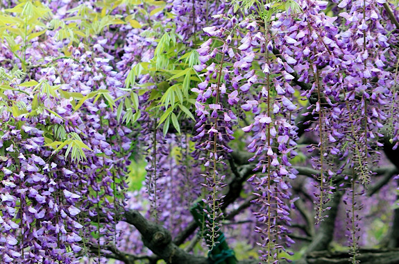 Изображение цветения глицинии