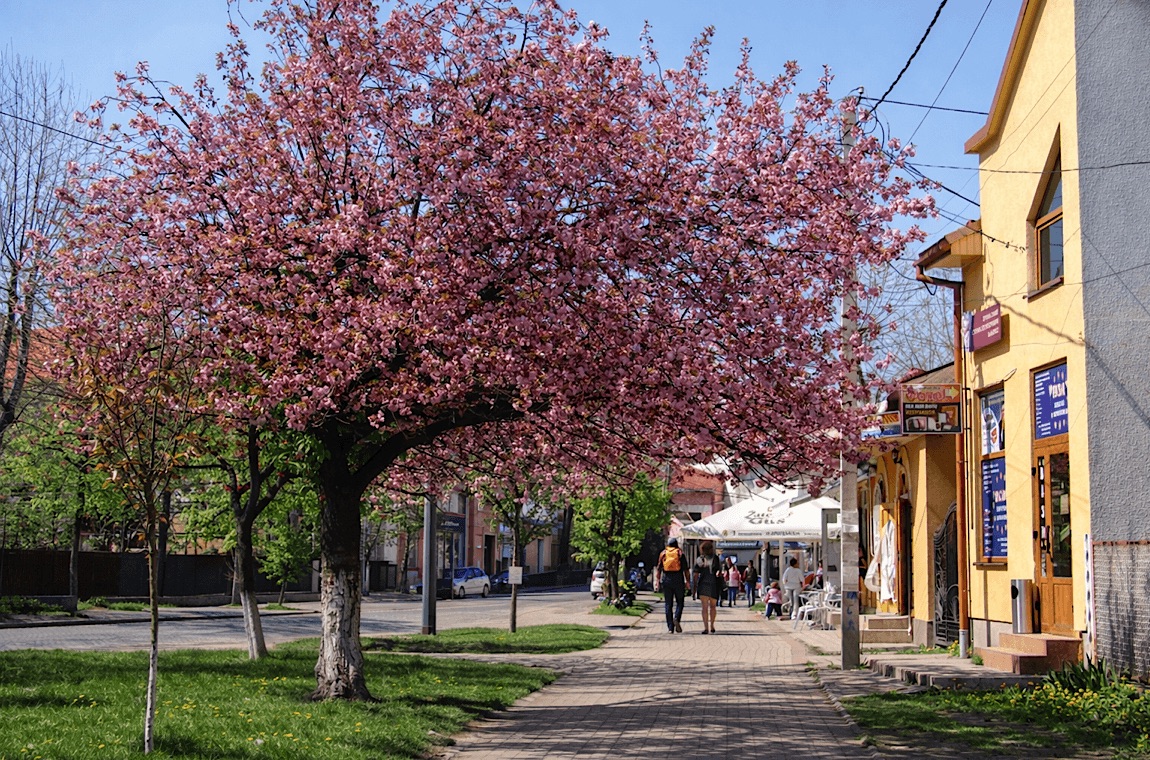 Картинка сакура в хусте