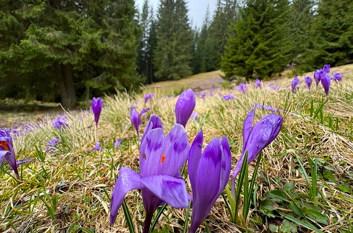 Картинка цветение крокусов на горе Драгобрат