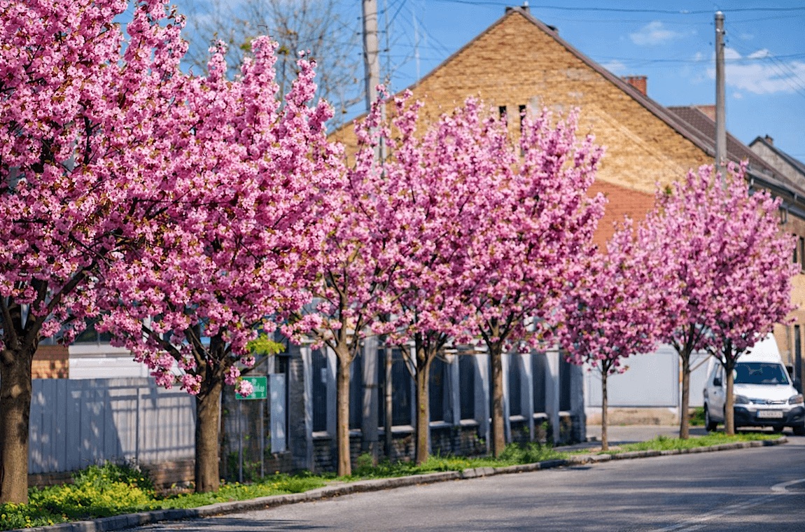 Картинка сакура в Хусте