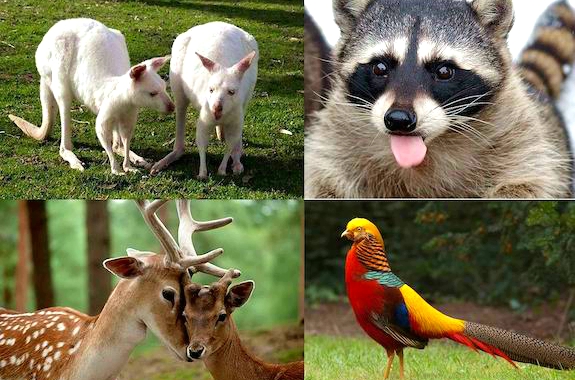 Фото поездка база отдыха Золотой фазан