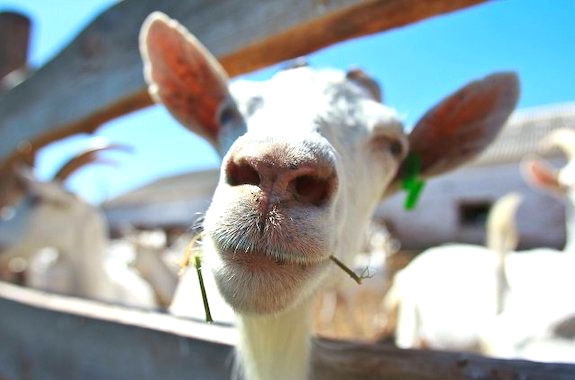 Фото поездка на экоферму