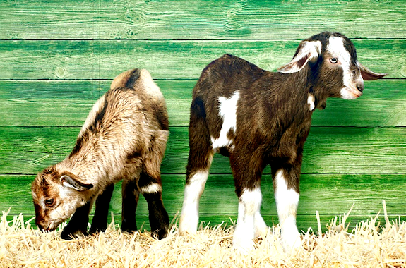 Картинка экскурсия на базу отдыха Золотой фазан