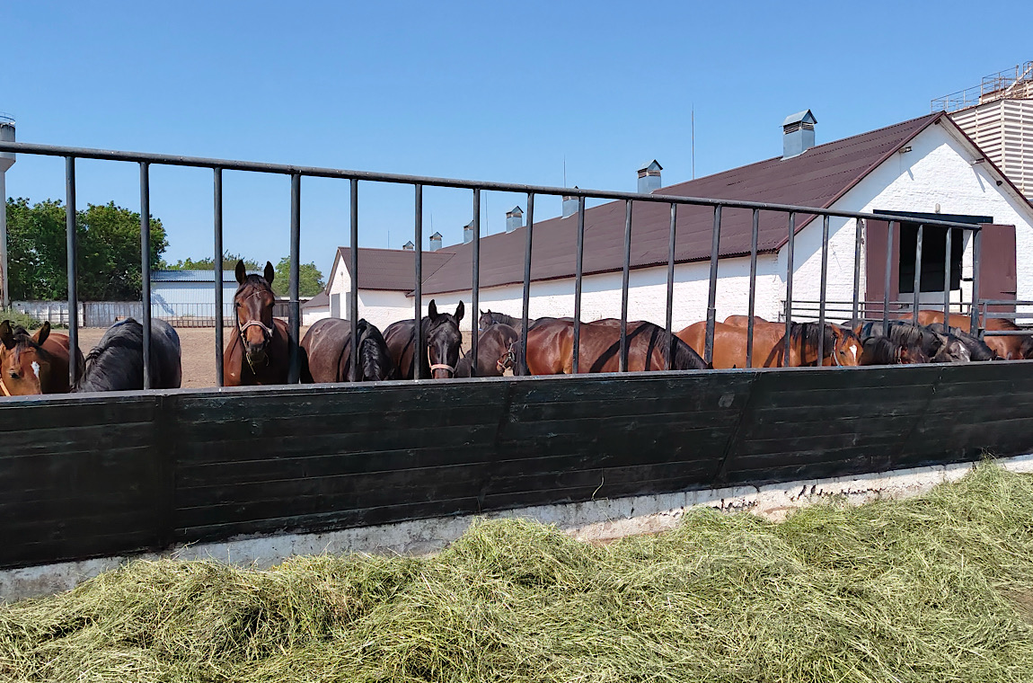 Картинка лошади буки 