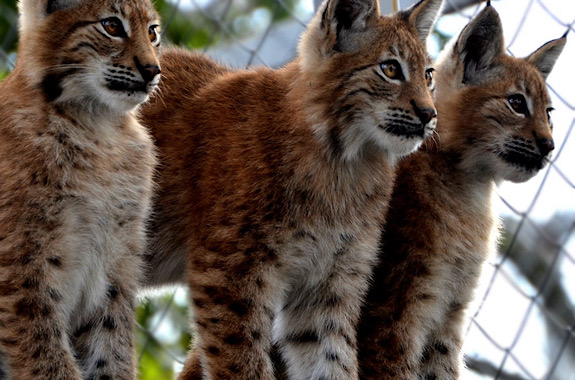 Картинка музей диких котів