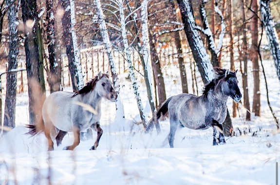 Картинка прогулка по парку беремицкое 