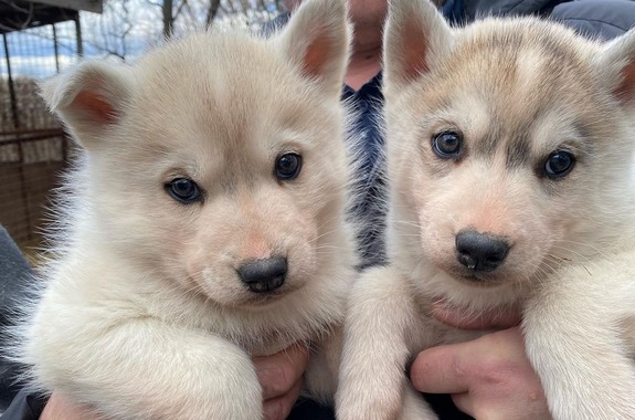 Зображення екскурсія в Питомник Хаскі з Києва