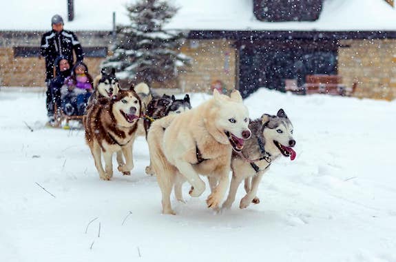 Зображення поїздка в Питомник Хаскі