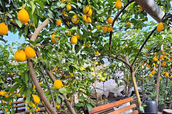 Картинка лимоны