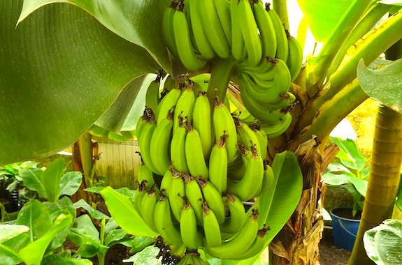 Фото поездка на банановую ферму