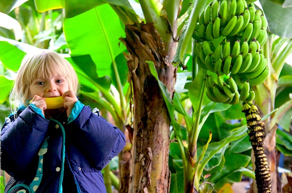 Изображение экскурсия в тропическую теплицу