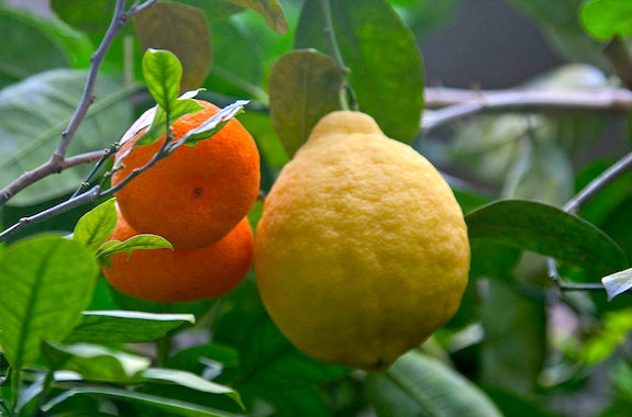 Фото выращивание тропических фруктов в Киеве поездка