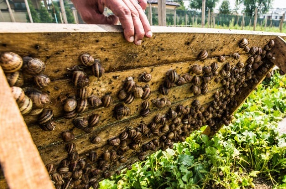 Картинка поездка на ферму улиток