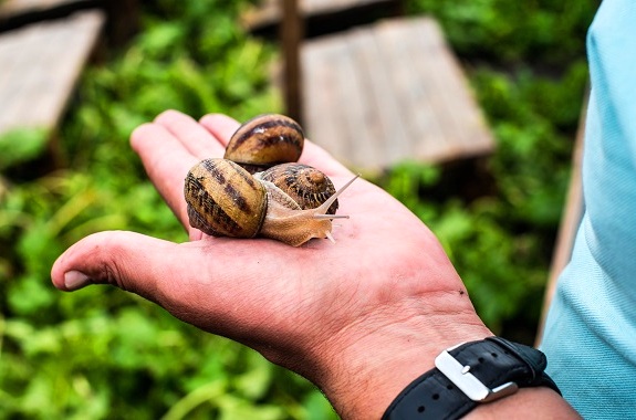 Фото поездка на ферму улиток из Киева