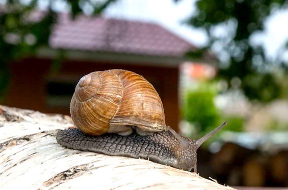 Фото подорож на равликову ферму