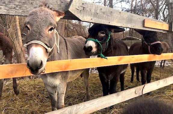 Зображення поїздка на ферму ослів з Києва