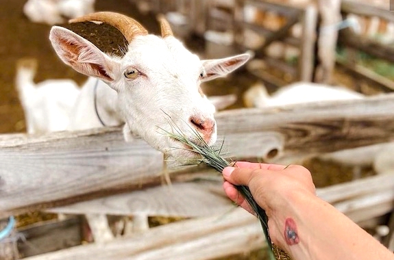 Фото поїздка на ферму кіз з Києва