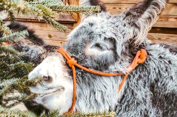 Фото екскурсія на ферму ослів