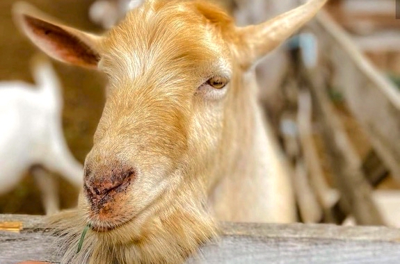 Зображення поїздка на ферму кіз з Києва