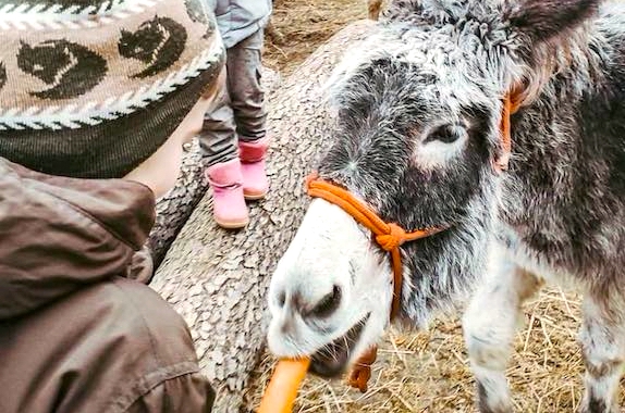 Фото поїздка на ферму з Києва