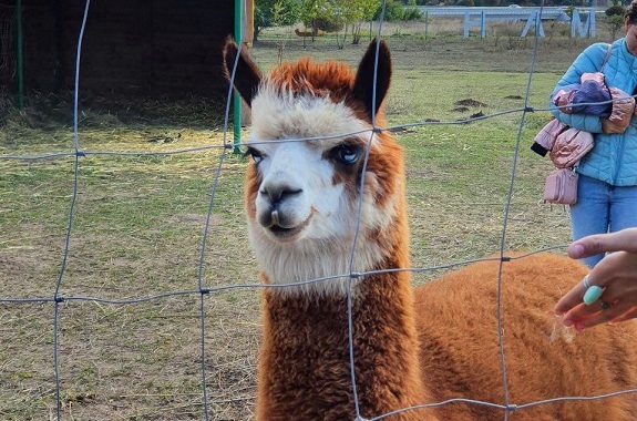 Картинка экскурсия в Фельдман экопарк