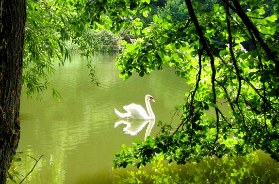 Зображення екскурсія в Тростянецький дендропарк