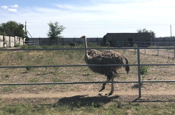 Малюнок поїздка на Страусину ферму 