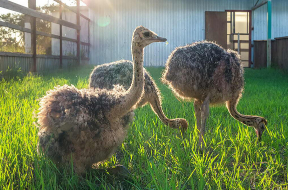 Фото екскурсія до Кривого Рогу на страусину ферму