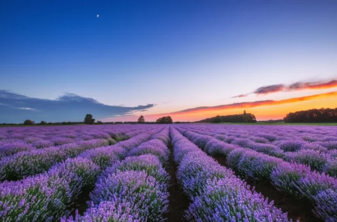 Изображение поля цветения лаванды