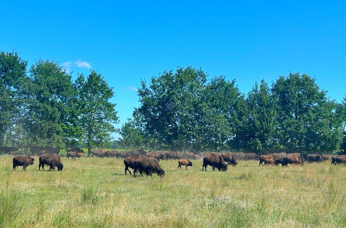 Фото Медвино парк бізонів