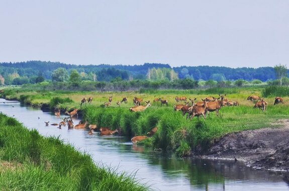 Картинка сафарі парк Медвино