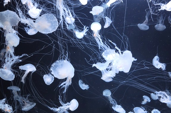 Поїздка для школярів до музею медуз