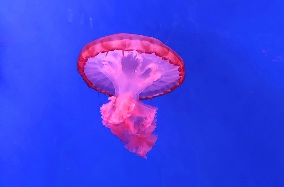 Картинка поїздка до музею медуз із Києва