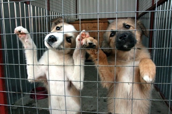 Малюнок поїздка в розплідник 