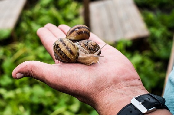 Дегустація равликів
