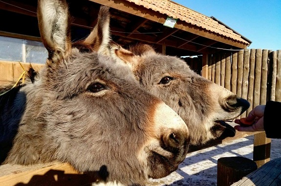 Картинка мініферма