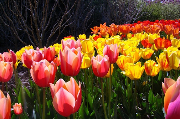 Картинка тюльпаны