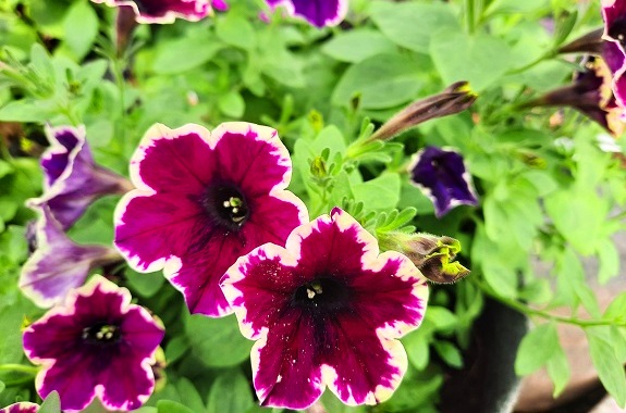 Картинка спасский питомник экскурсия