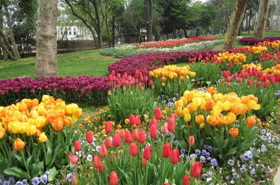 Картинка цвітіння тюльпанів 