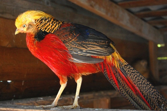 Фото поїздка на ферму страусів